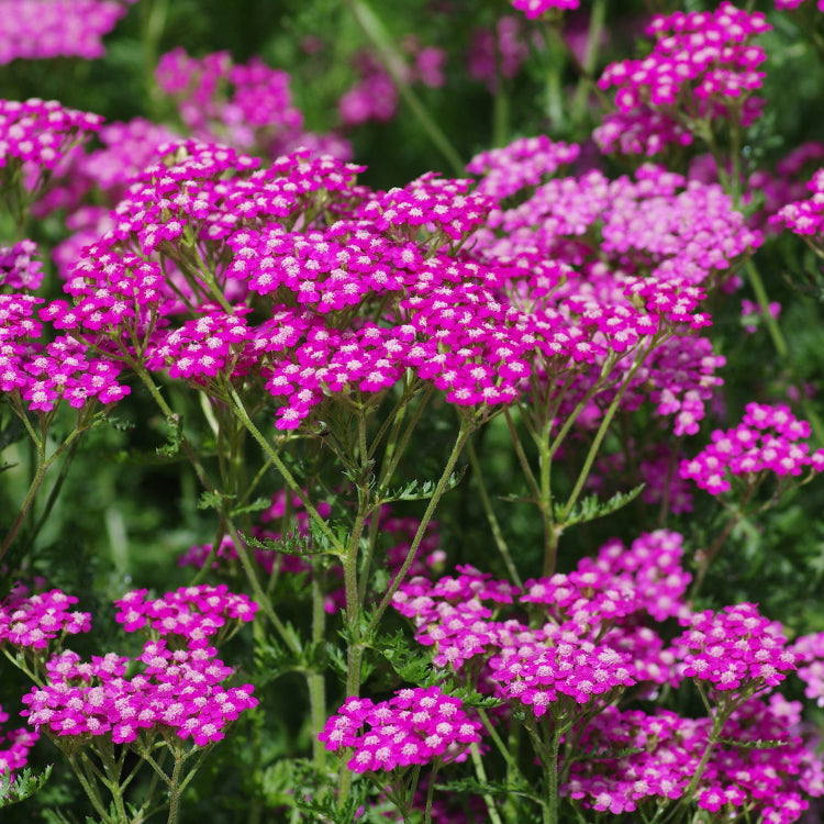 Achillea Seeds – Pink Beauty
