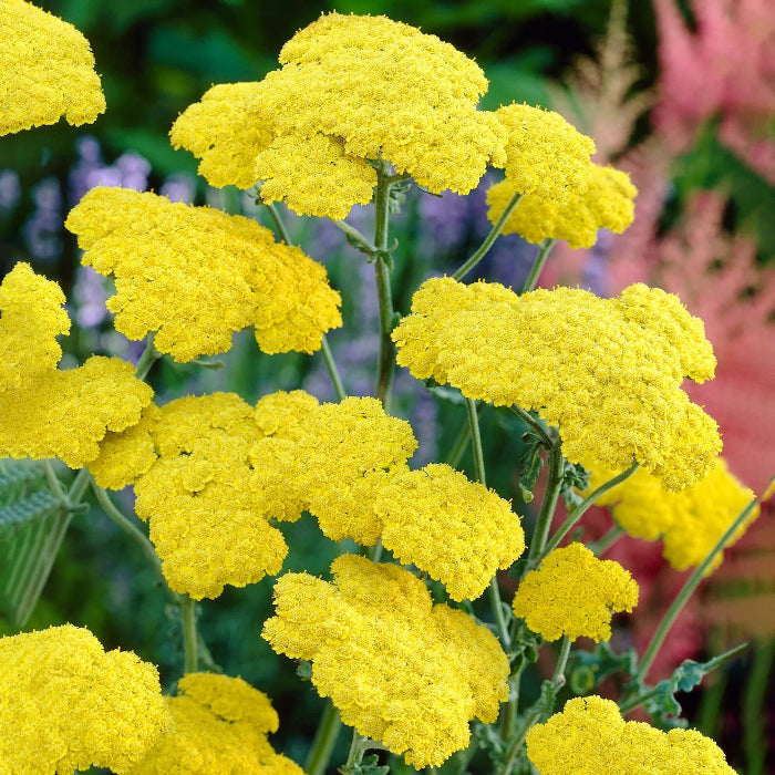 Achillea Seeds –Compact Yellow Perennial

