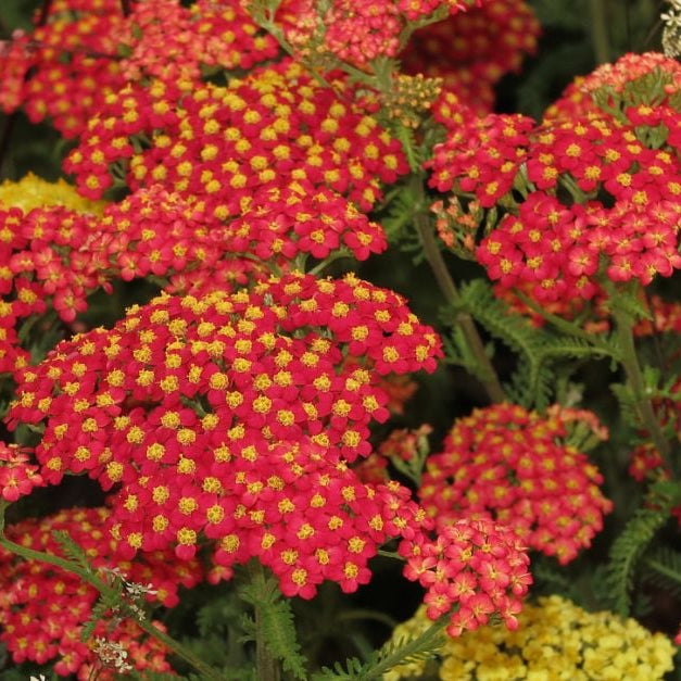 Achillea Seeds – Deep Red Perennial
