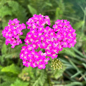 Achillea Seeds – Pink Beauty
