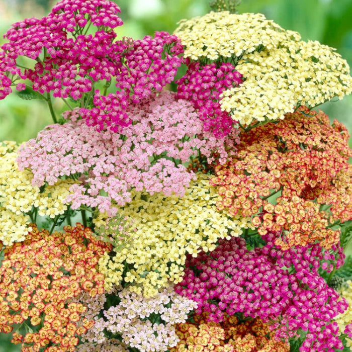Achillea Seeds – Summer Pastels
