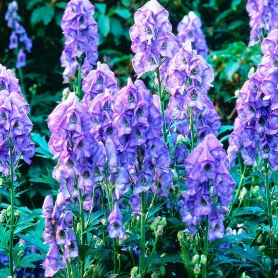 Aconitum Napellus Seeds - Flower Plant