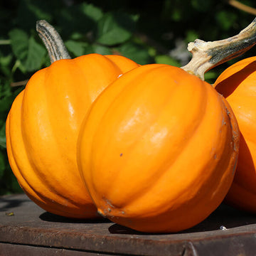 Acorn Squash Seeds – Table Gold
