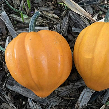 Acorn Squash Seeds – Table Gold
