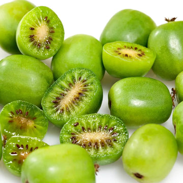 Actinidia arguta Seeds – Hardy Kiwi Vine