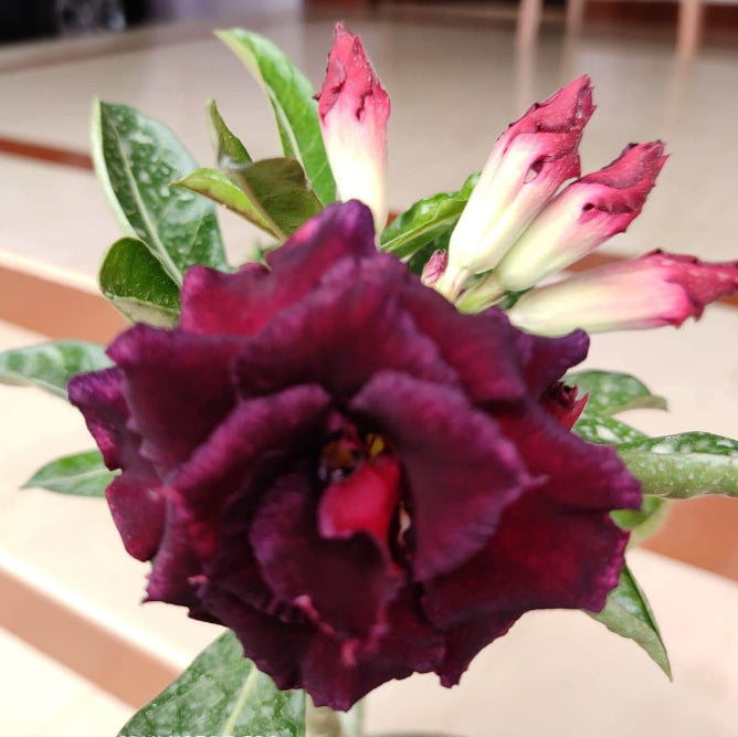 Adenium Seeds – Burgundy