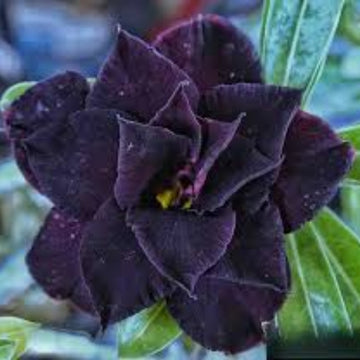 Adenium Seeds – Dark Purple