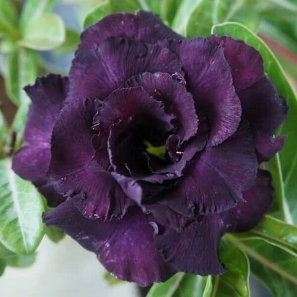 Adenium Seeds – Dark Purple