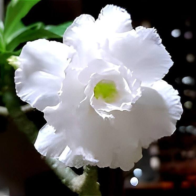Adenium Seeds – White