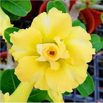 Adenium Seeds – Yellow