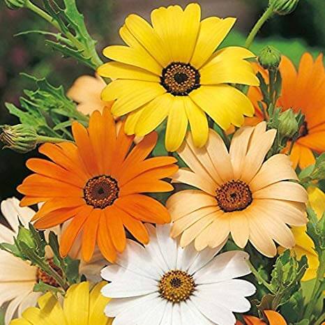 African Daisy Seeds – Dimorphotheca aurantiaca
