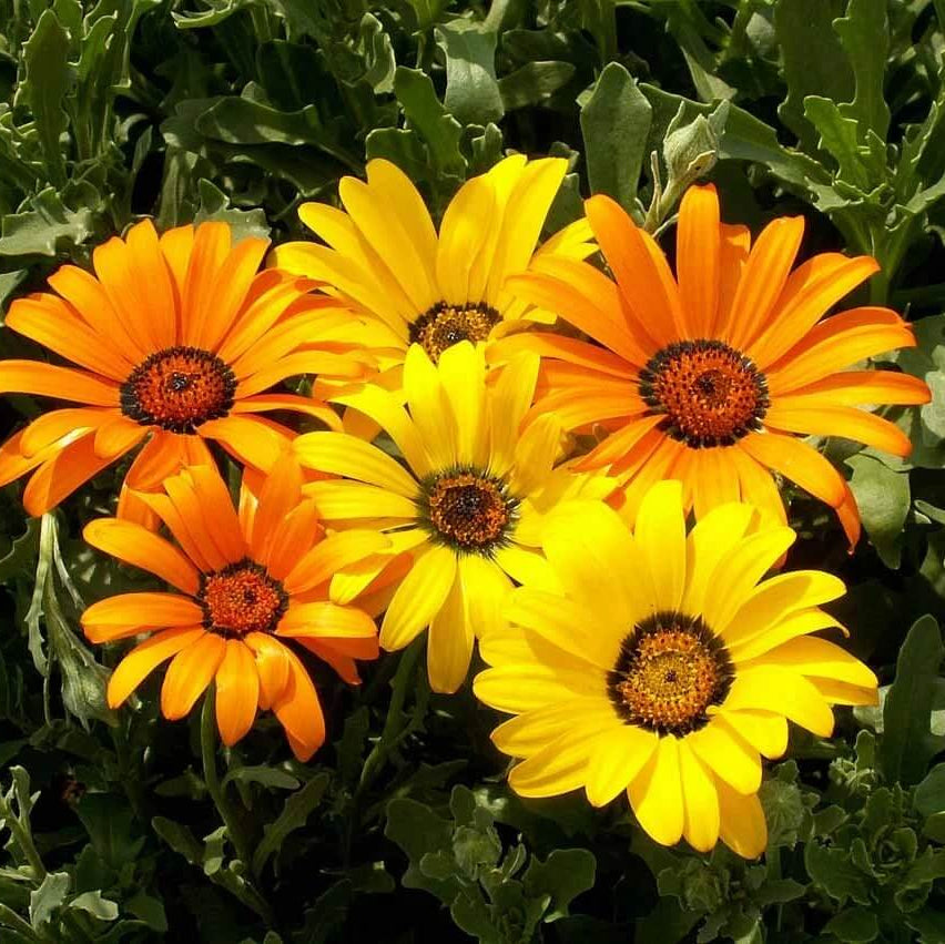 African Daisy Seeds – Dimorphotheca aurantiaca
