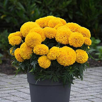 African Marigold Seeds – Tall Double Bloom
