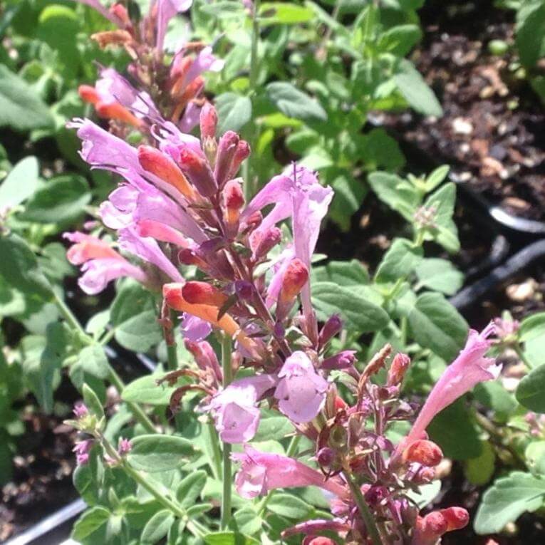 Agastache-Arizona_-Sunset-Hyssop-Bloom-scaled