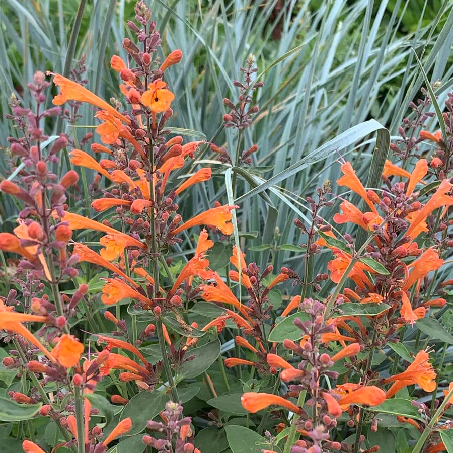 Agastache Seeds – Aurantiaca
