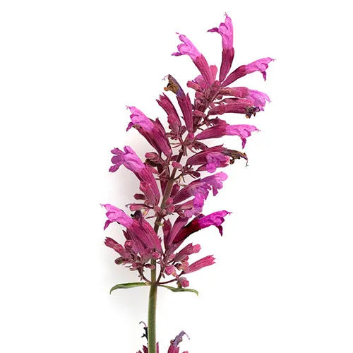 Agastache Seeds – Hummingbird Mint
