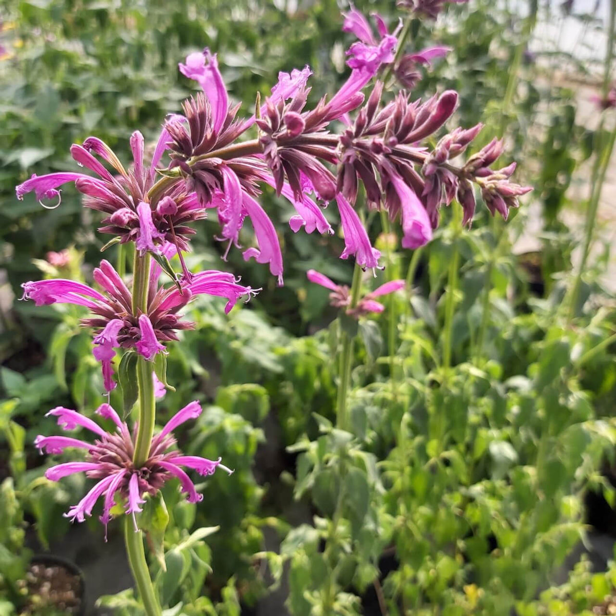Agastache Seeds – Mexicana Hardy
