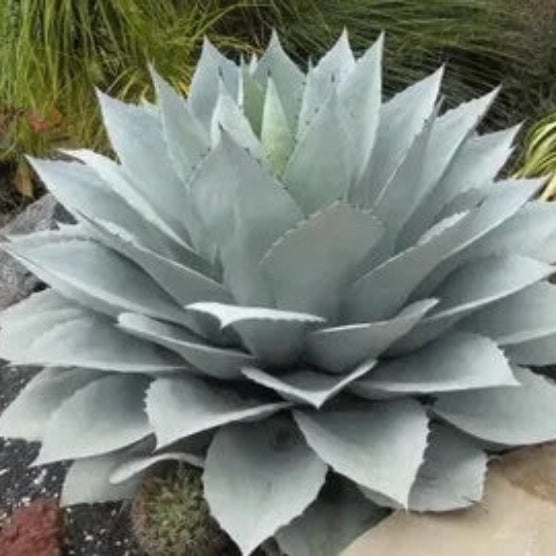Agave Seeds – Havardiana