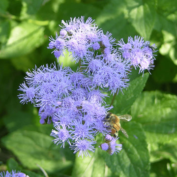 Ageratum Seeds – Blue Mist Hardy
