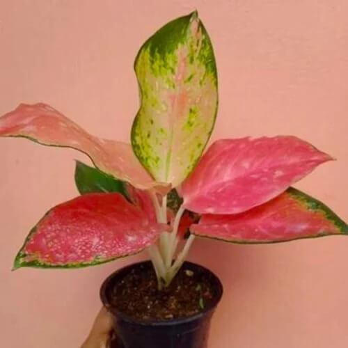 Aglaonema Seeds –  Ornamental windflower 