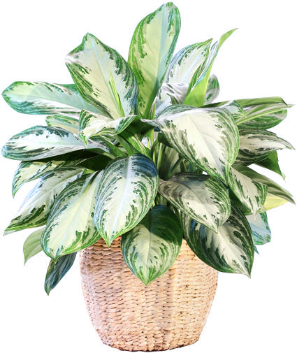 Aglaonema Variegated Seeds
