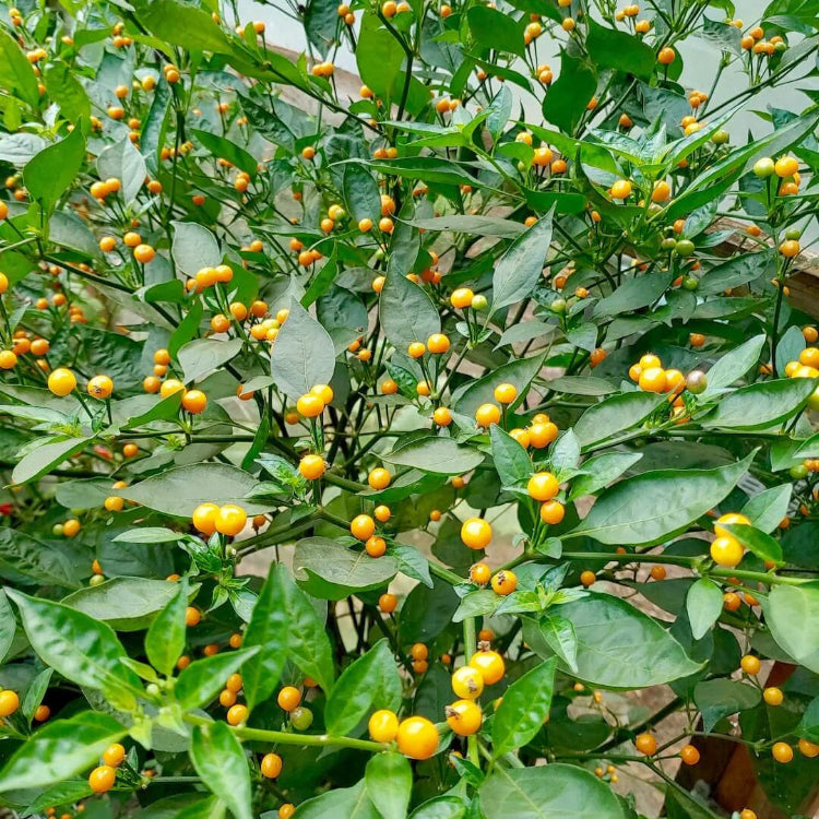 Aji Pepper Seeds 