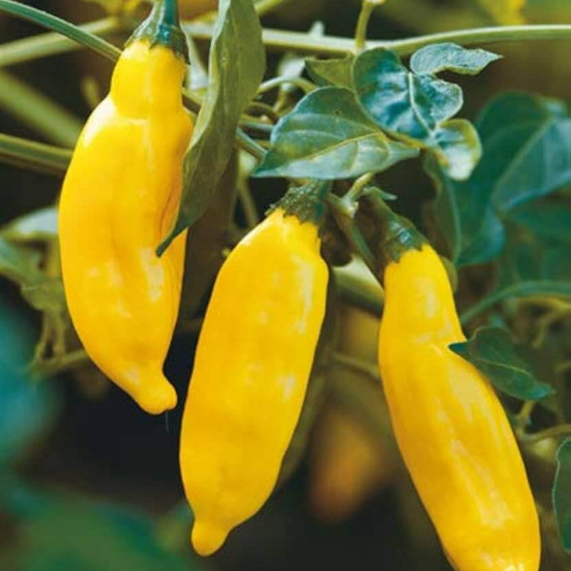 Aji Pepper Seeds 