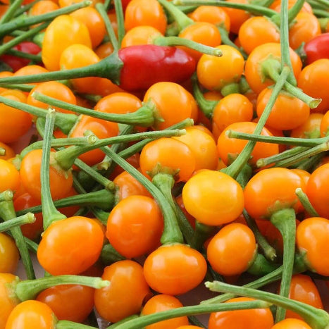 Aji Pepper Seeds 