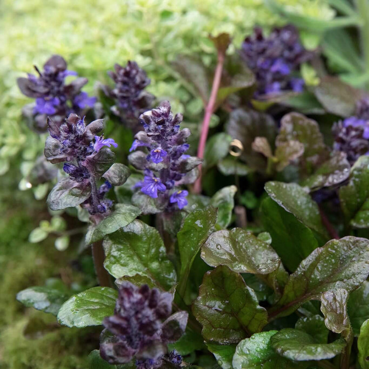 Ajuga Reptans Seeds for Planting