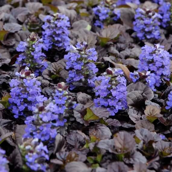 Ajuga Reptans Seeds for Planting
