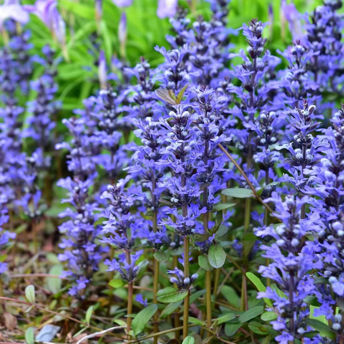 Ajuga Seeds