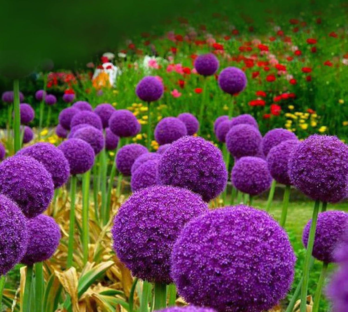 Allium Seeds – Giant
