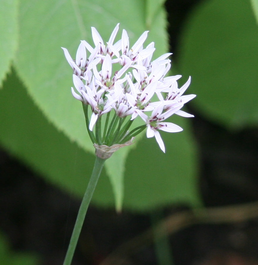 Allium Seeds – Ramosum
