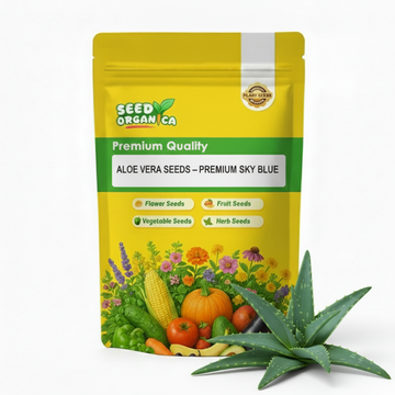 Aloe Vera Seeds – Premium Sky Blue
