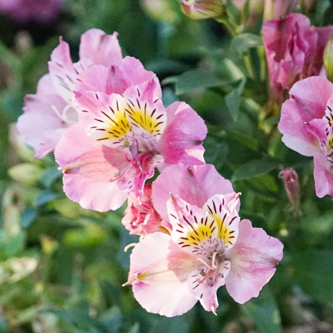 Alstroemeria Seeds – Pink