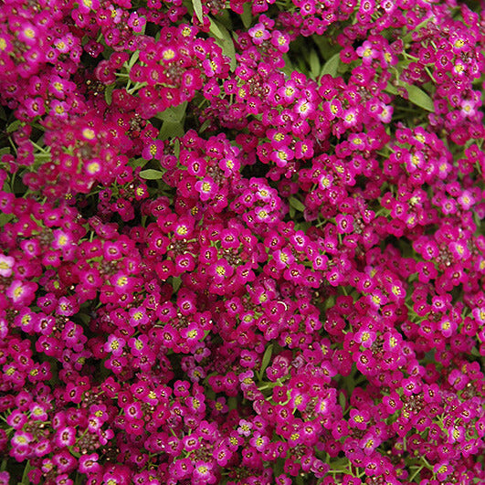 Alyssum Seeds – Easter Bonnet Violet