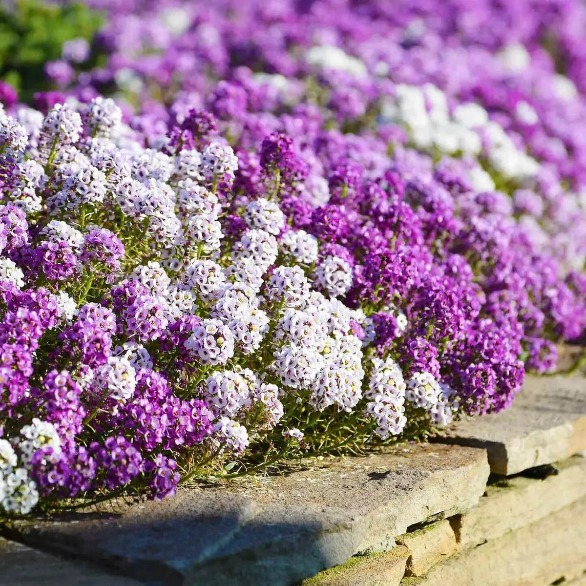 Alyssum Seeds – Magic Circles Mixed