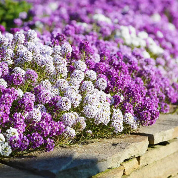 Alyssum Seeds – Magic Circles Mixed