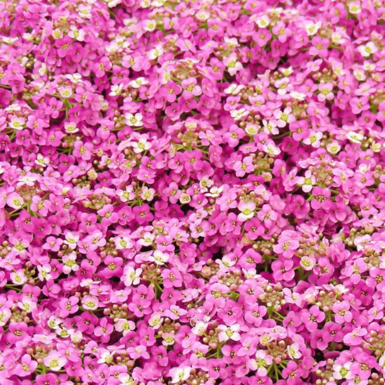 Alyssum Seeds