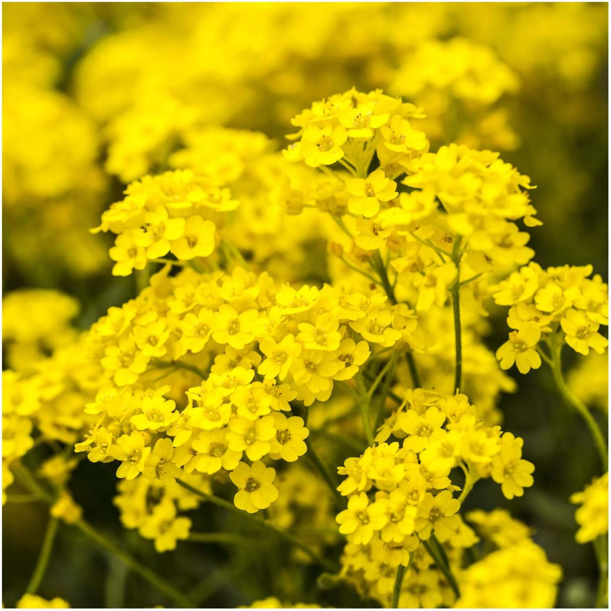 Alyssum Seeds – Basket of Gold