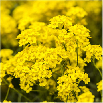 Alyssum Seeds – Basket of Gold