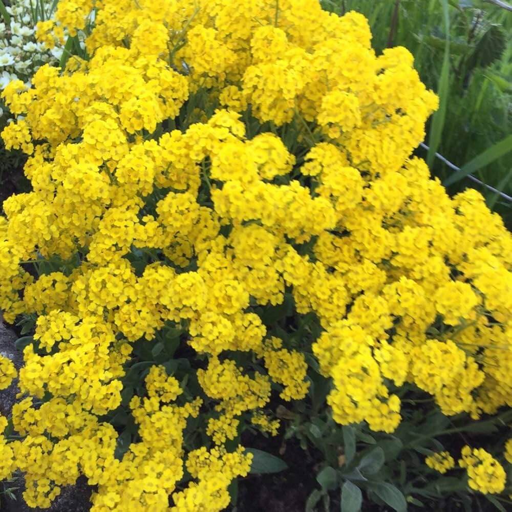 Alyssum Seeds – Basket of Gold