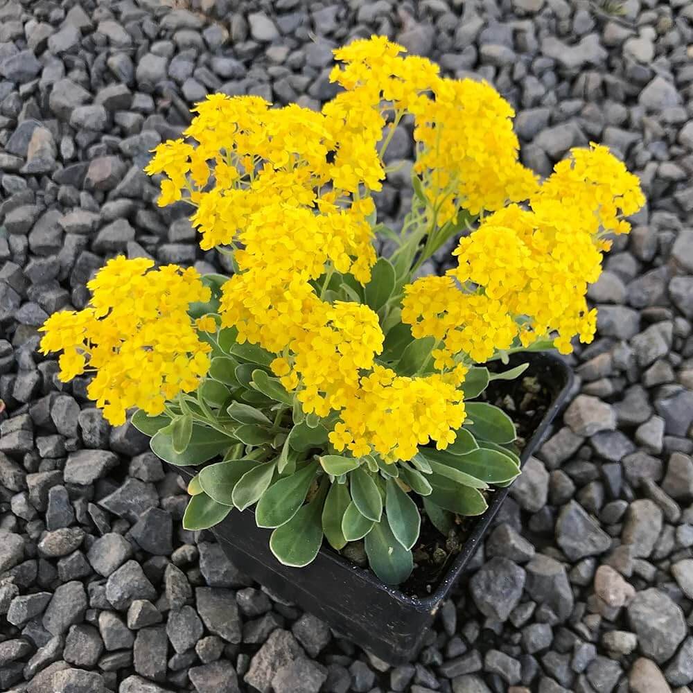Alyssum Seeds – Basket of Gold