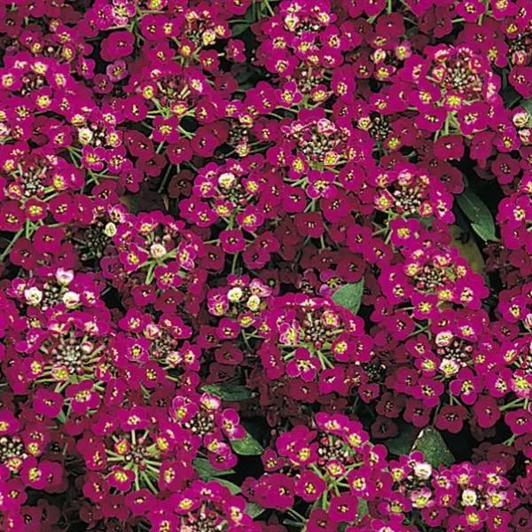 Alyssum Seeds – Easter Bonnet Violet