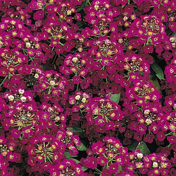 Alyssum Seeds – Easter Bonnet Violet