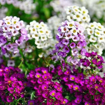 Alyssum Seeds – Magic Circles Mixed