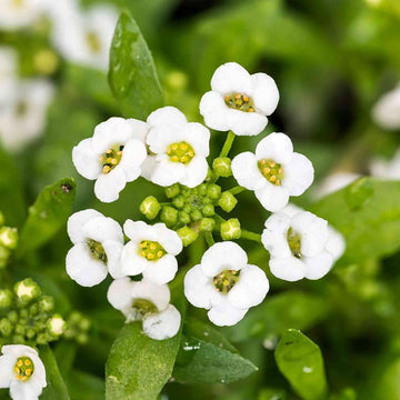 Alyssum Seeds – Sweet
