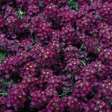 Alyssum Seeds – Wonderland Deep Rose