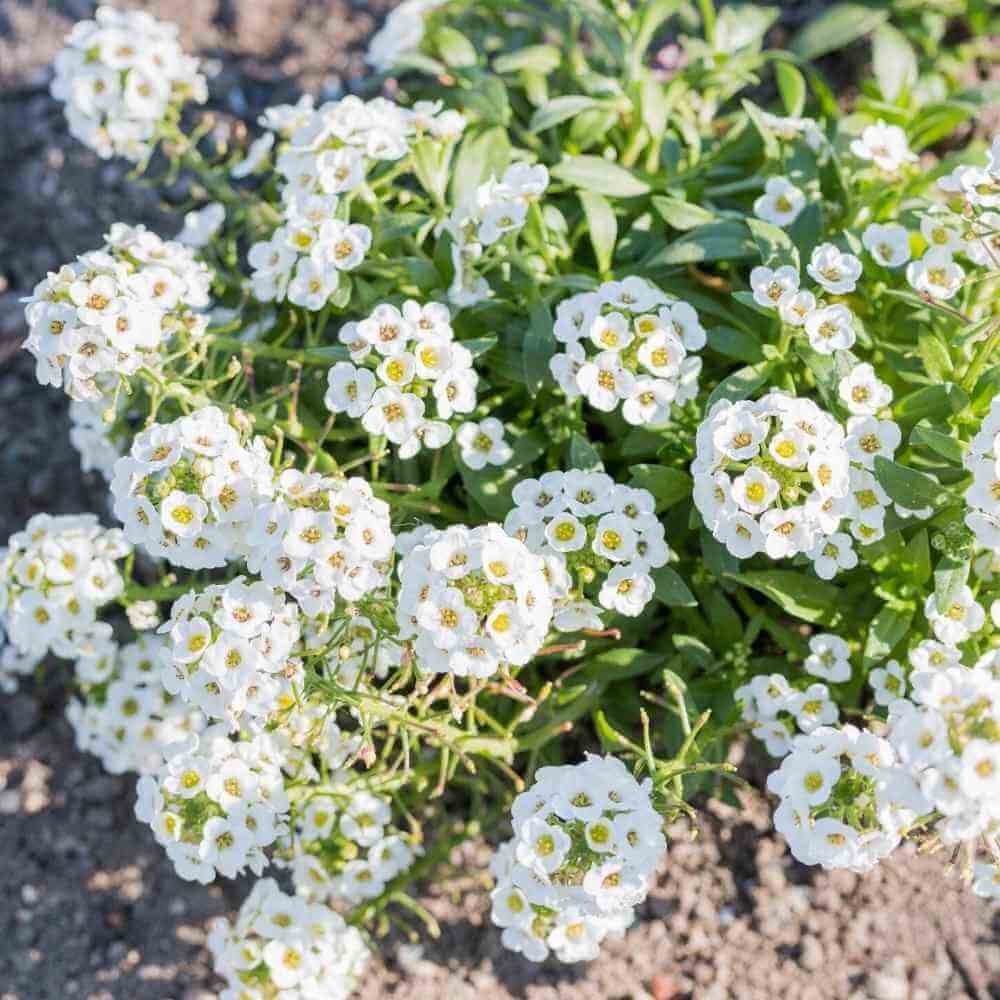 Alyssum Seeds – Sweet
