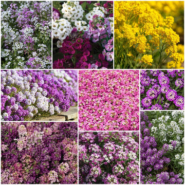 Alyssum seeds